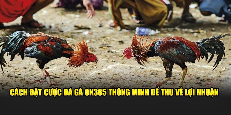 Cách đặt cược đá gà OK365 thông minh để thu về lợi nhuận