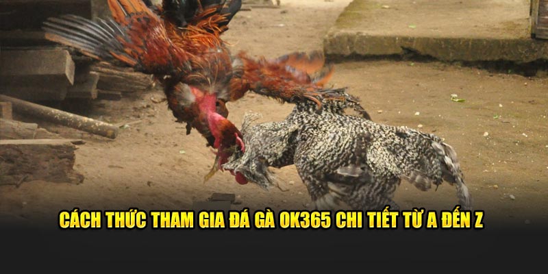 Cách thức tham gia đá gà OK365 chi tiết từ A đến Z