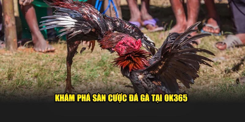 Khám phá sành cược đá gà tại OK365