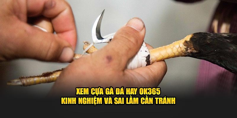 Xem cựa gà đá hay